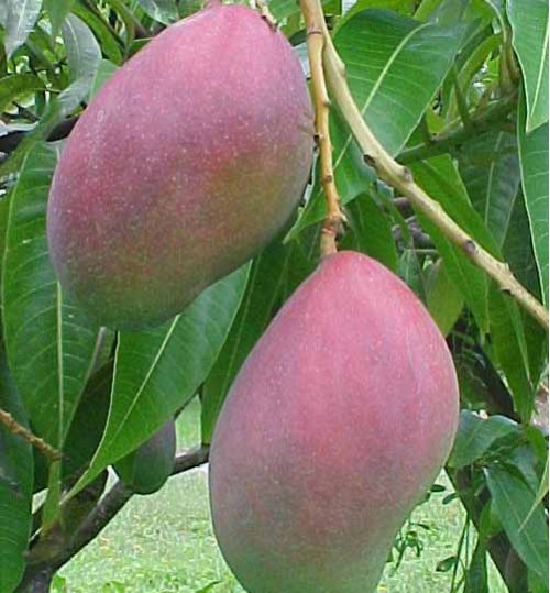 Palmar Mango - পালমার